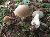 Boletus nobilis image