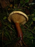 Austropaxillus boletinoides image