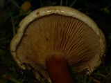 Austropaxillus boletinoides image