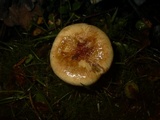 Austropaxillus boletinoides image