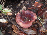 Russula xerampelina image