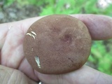Bothia castanella image