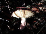 Russula xerampelina image