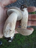 Boletus variipes image