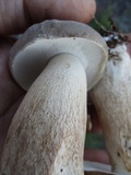 Boletus variipes image