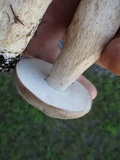 Boletus variipes image