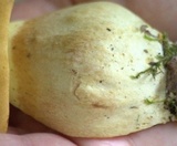 Boletus huronensis image