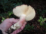 Russula xerampelina image