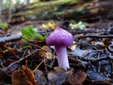 Cortinarius magellanicus image