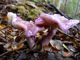 Cortinarius magellanicus image