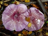 Cortinarius magellanicus image