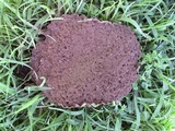 Calvatia cyathiformis image