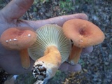 Lactarius hygrophoroides image
