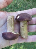 Tylopilus rubrobrunneus image