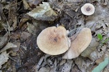Lactarius maculatipes image