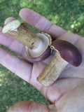 Tylopilus rubrobrunneus image
