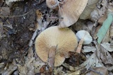 Lactarius maculatipes image