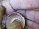 Tylopilus rubrobrunneus image