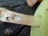 Xerocomus hortonii image