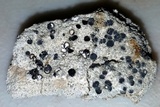 Lecidea laboriosa image