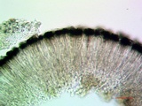 Lecidea laboriosa image