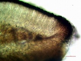 Lecidea laboriosa image