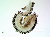 Lecidea laboriosa image