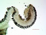 Lecidea laboriosa image