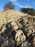 Lecidea laboriosa image