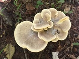 Meripilus sumstinei image