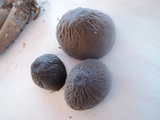 Oudemansiella furfuracea image