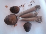 Oudemansiella furfuracea image