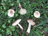 Marasmius nigrodiscus image