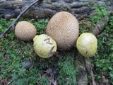 Pseudoboletus parasiticus image