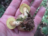 Pseudoboletus parasiticus image