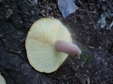 Tricholomopsis rutilans image