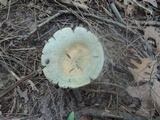 Lactarius deterrimus image