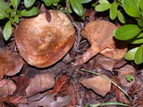 Paxillus involutus image