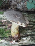 Retiboletus griseus image