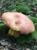 Boletus pallidoroseus image