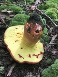 Boletus pallidoroseus image