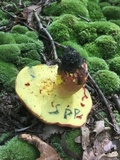 Boletus pallidoroseus image