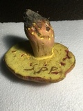 Boletus pallidoroseus image