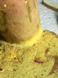 Boletus pallidoroseus image