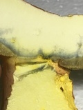 Boletus pallidoroseus image