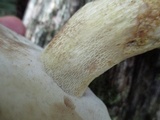 Retiboletus griseus image