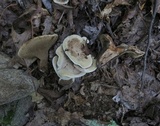 Hydnellum cristatum image