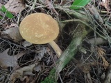 Austroboletus gracilis var. flavipes image