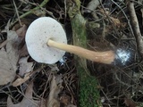 Austroboletus gracilis var. flavipes image