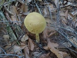 Austroboletus gracilis var. flavipes image